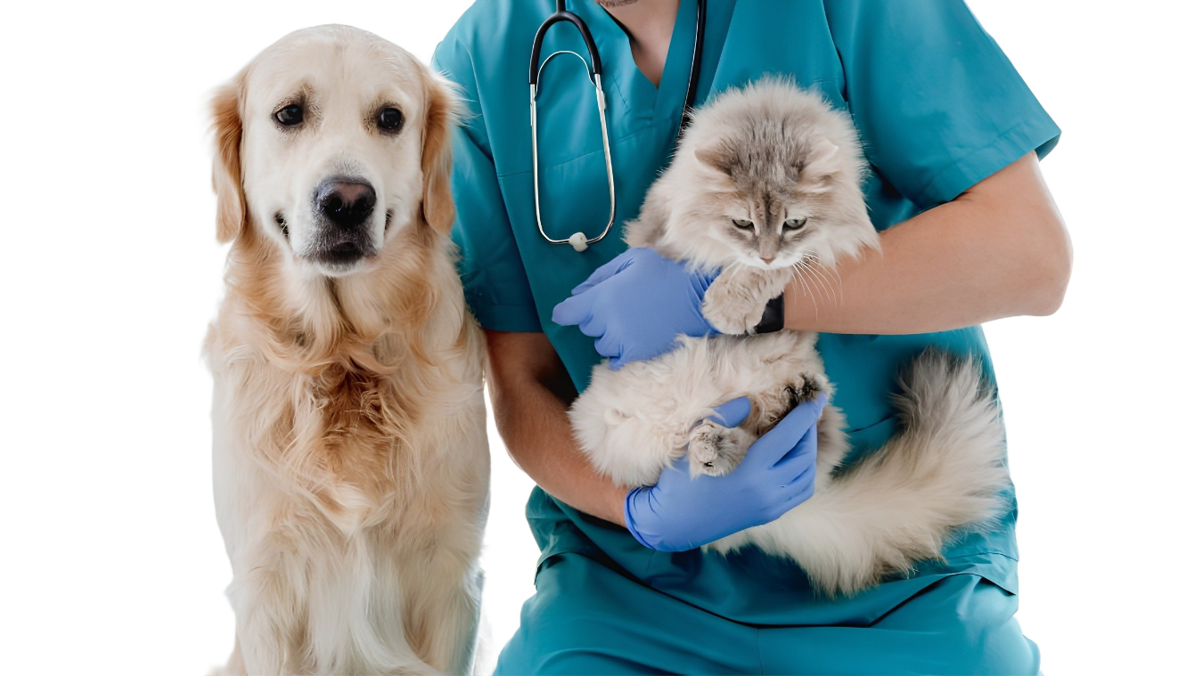 Atendimento de radiologia veterinaria em clinica