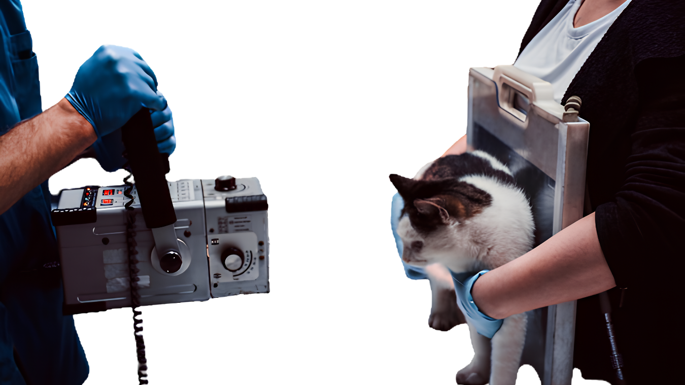 Processo de diagnostico por imagem veterinario